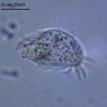 Strano anche questo!